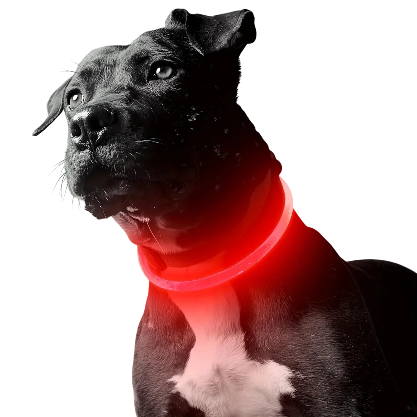 LED Light-Up Dog Collar