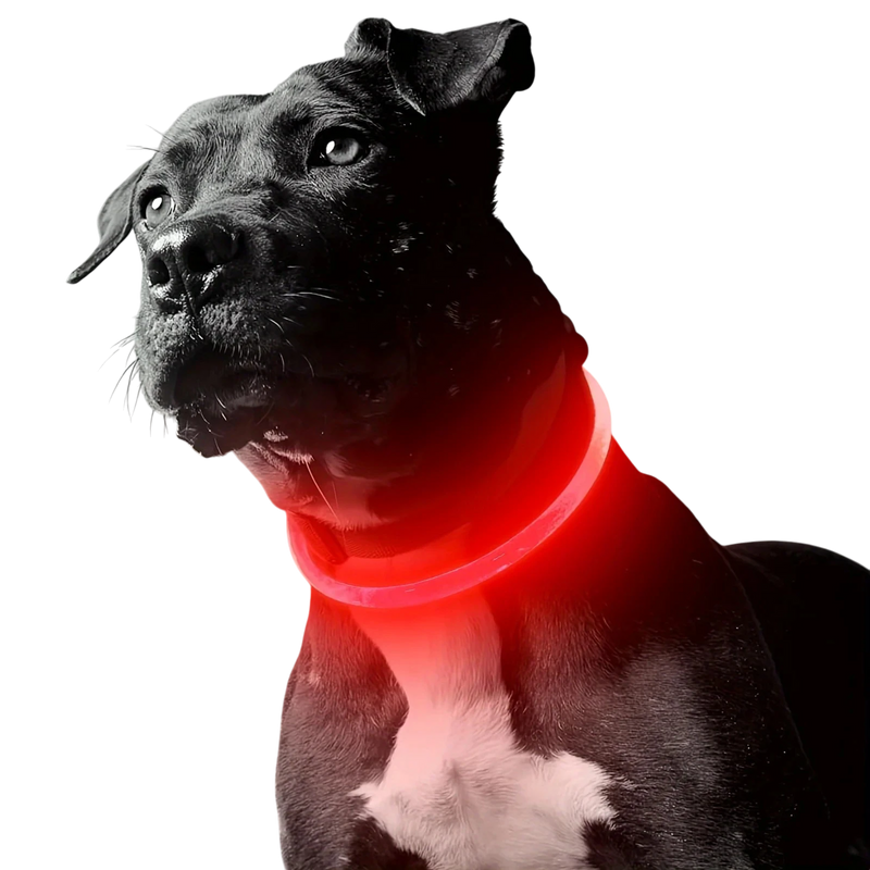 LED Light-Up Dog Collar